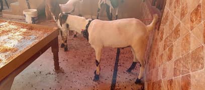 qurbani