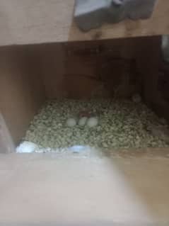 3 portion Cage 1 under size pair with 1 chiks and 3 egg