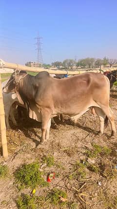 Qurbani bull in reasonable price
