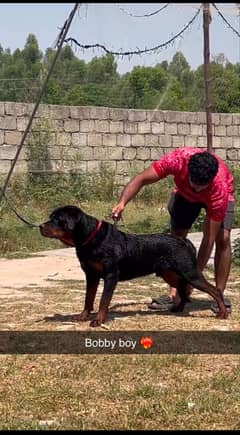 rottweiler