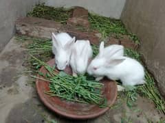 Rabbits