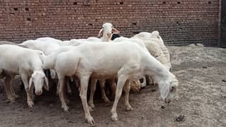 Chakwali Dumba