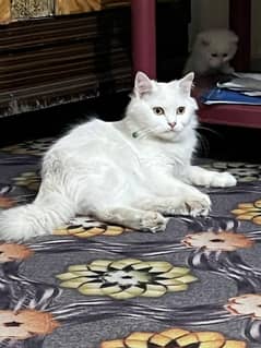 Persian double coat