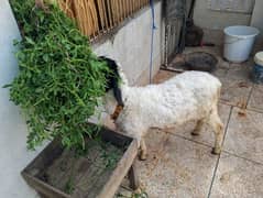 Qurbani Chatra for sale