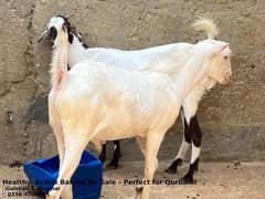 Qurbani white bakray