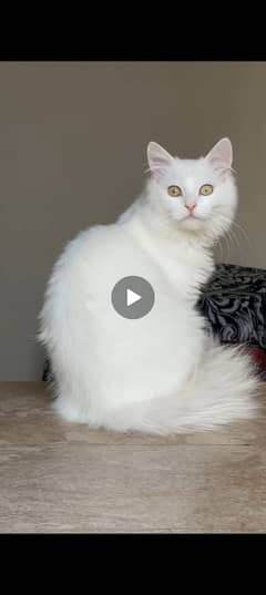 9 months old kittens