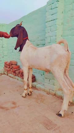 baqra dhondha.