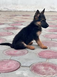 German Shepherd Puppies