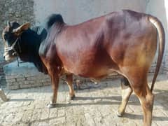 bull 2 year age