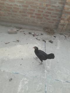 aseel