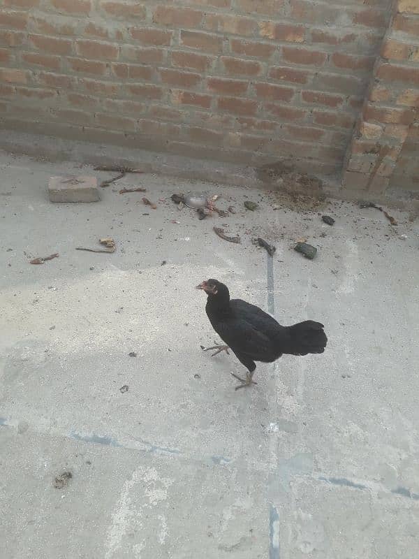 aseel thai hen 0