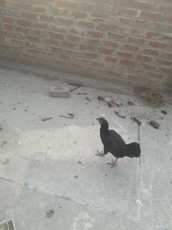 aseel thai hen 1