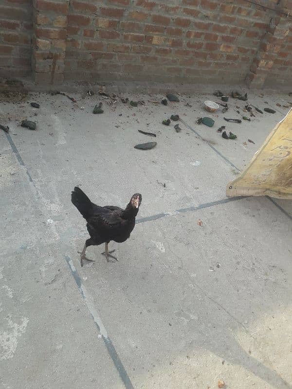 aseel thai hen 2