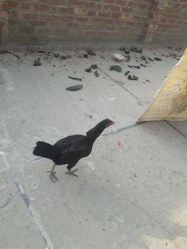 aseel thai hen 3