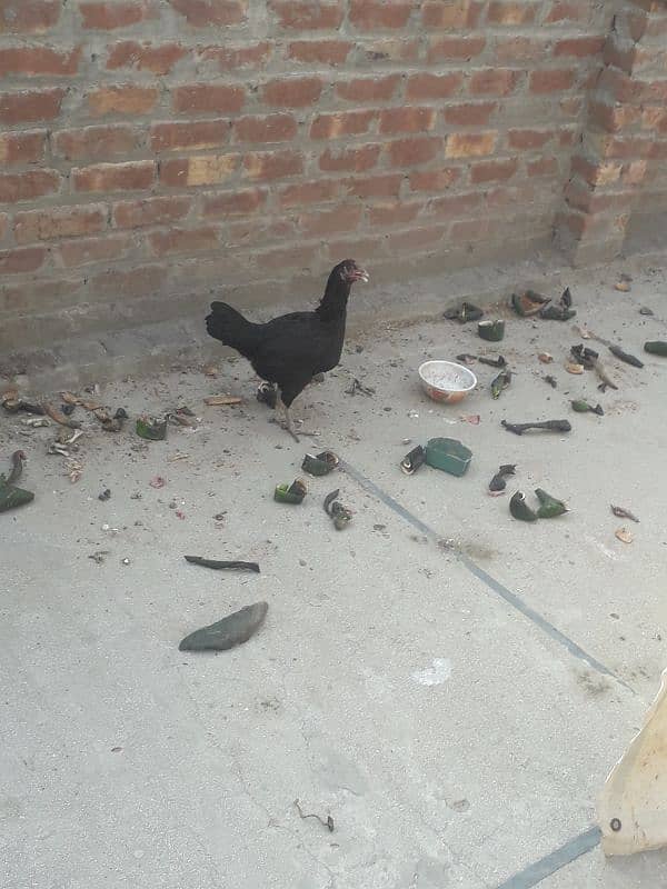 aseel thai hen 4