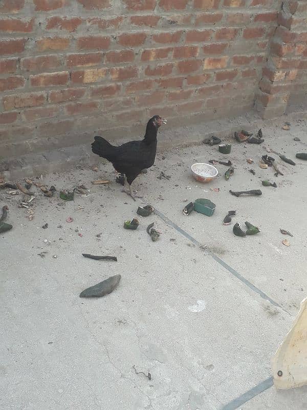 aseel thai hen 5
