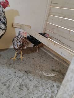 top quality aseel breeder pairs