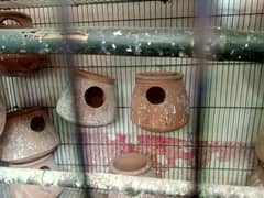 kujy/ birds