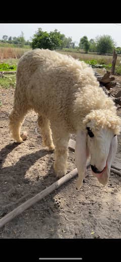 kajla | chatra | sheep | bakra | goat | dumba | Layla |qurbani 2025