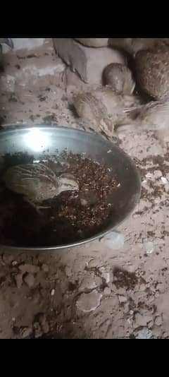 dakni breader pair with one chick