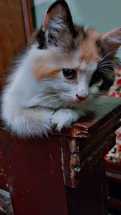 Kitten For sale triple coat Kitten For urgent sale