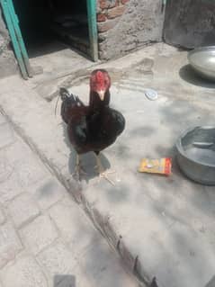 mianwali aseel