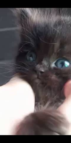 CHOCOLATE