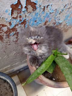 Persian