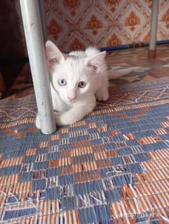 kittens for adopting
