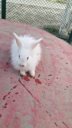 angora