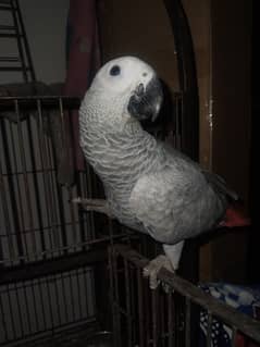 African grey