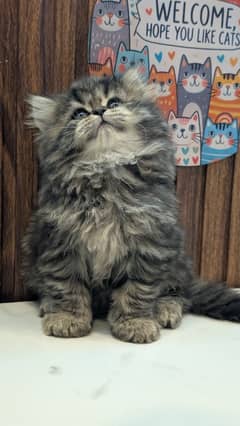 Female Persian Tabby