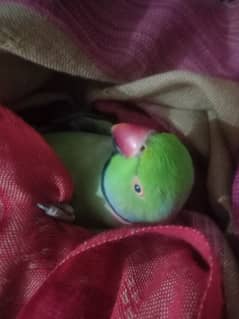 talking parrot