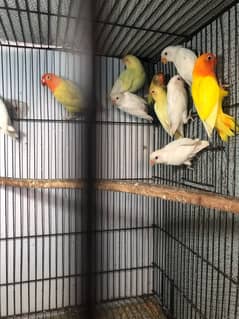 lovebird for sale