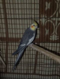 Male cocktail