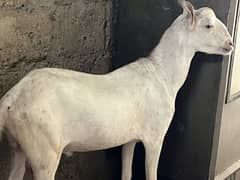 White Qurbani bakray