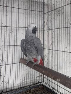 African Grey Parrot for sale