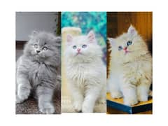 Persian hamalian british punch face piki face cat's and kitten's