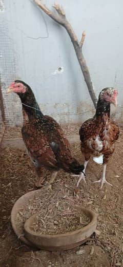 2 aseel hens