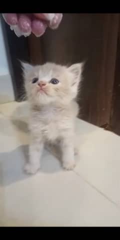 FAWN COLOR,TRIPLE COATED KITTEN,DELIVERY AVAILABLE ALL OVER