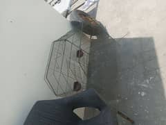 parrot cage #sale krna ha jis Bhai Chia wo rabta kra