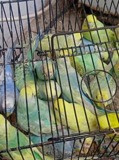breeder pairs double factor violet. blk masket pairs