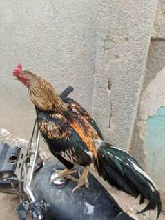top quality birds