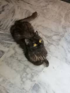 Tortoiseshell cat for sale in Faisalabad