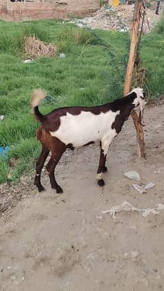 2dant Bakra for sale 03046783819