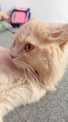Adorable Triple Coat Female Kitten — 4 Months Old Fully Vaccinated!