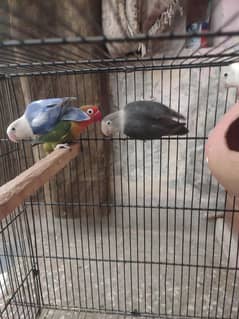 palefellow split pair for sale