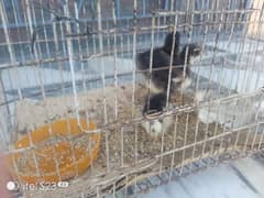 Bantam