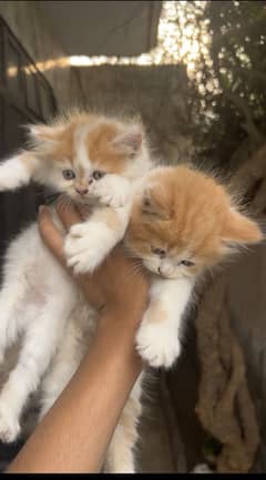 Triple coated Persian kittens