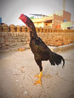 pure Aseel old blood line for sale
